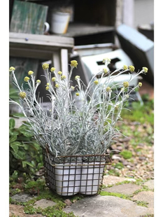 冰锥蜡菊天山蜡菊芙蓉菊银色系植物花园里的耐热高光庭院盆栽