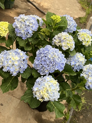 高档花卉无尽夏阳台四季