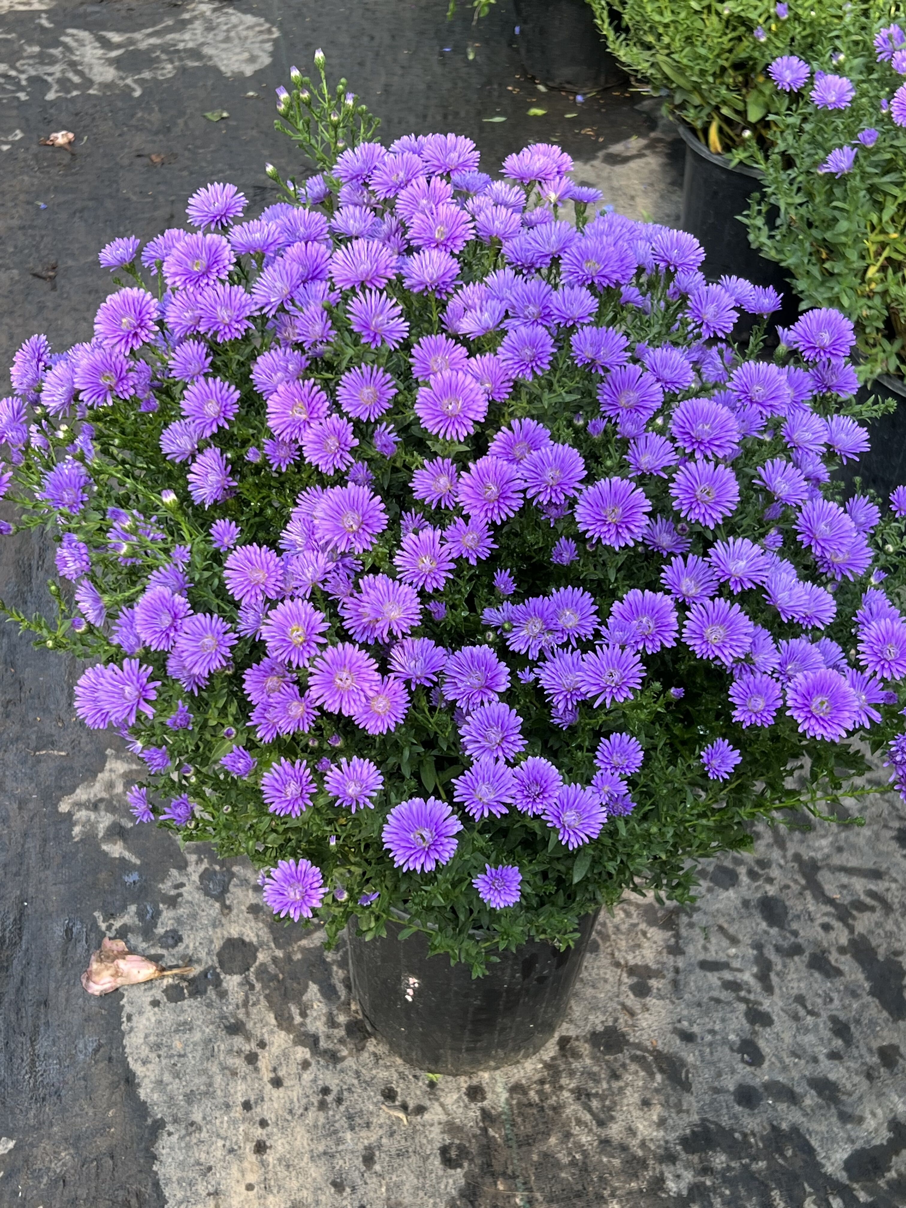 翠菊紫菀菊花宿根植物阳台盆栽庭院耐寒花卉植物花苗盆栽好养