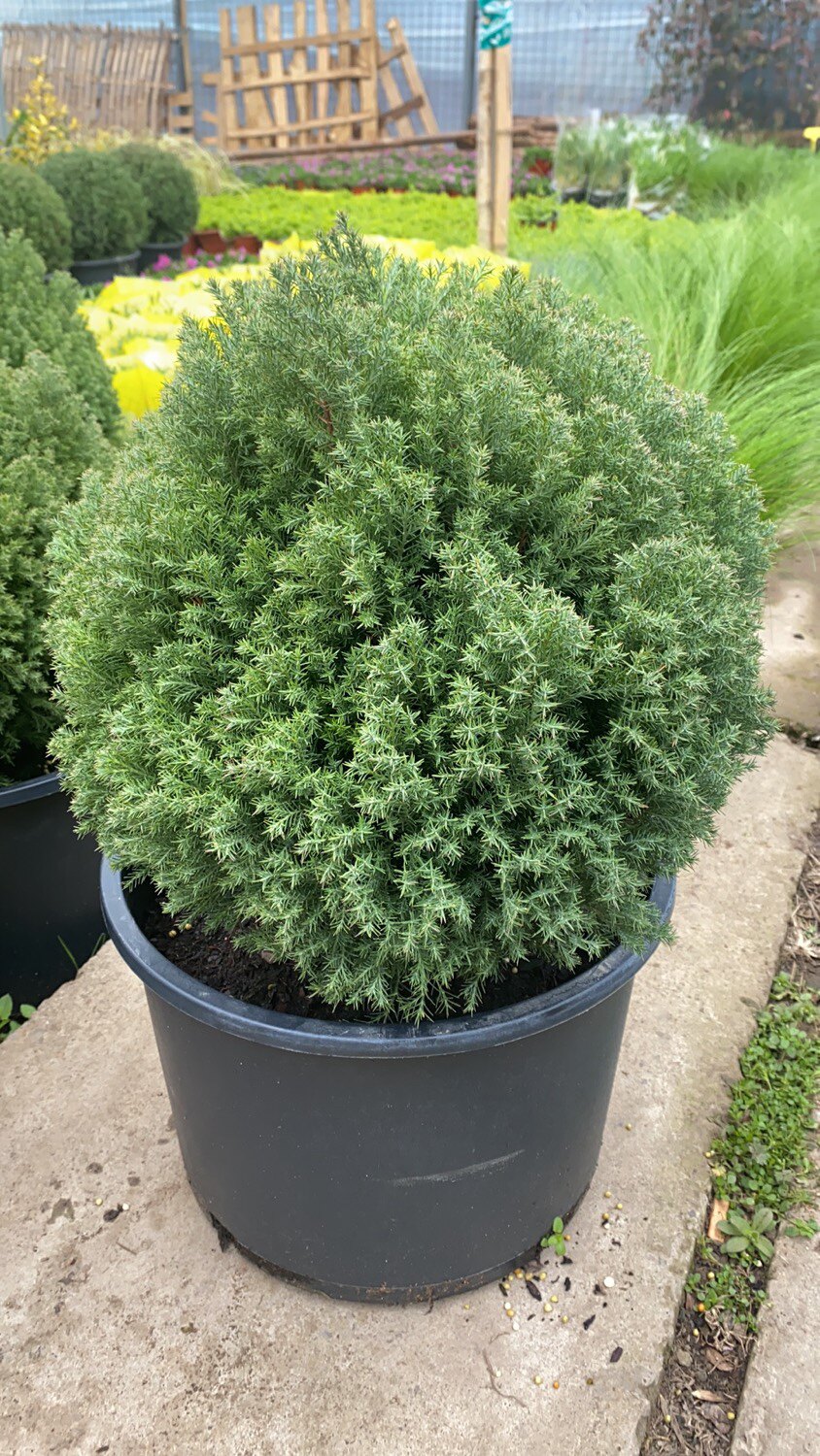 皮球松盆栽 球松 松柏球 皮球柏 自然成圆形 耐热耐寒 四季常绿