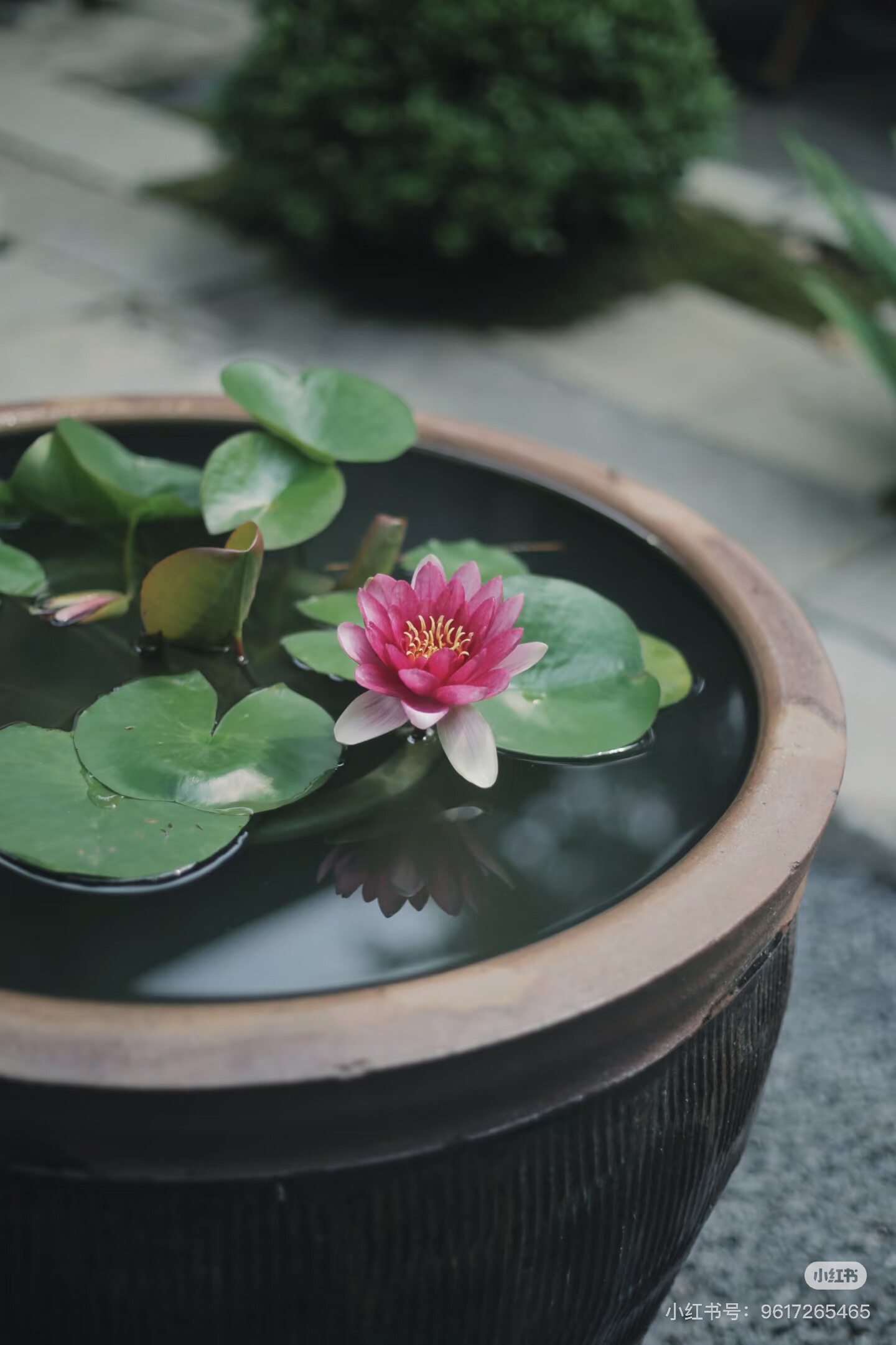 睡莲花睡莲花四季绿植盆栽四季