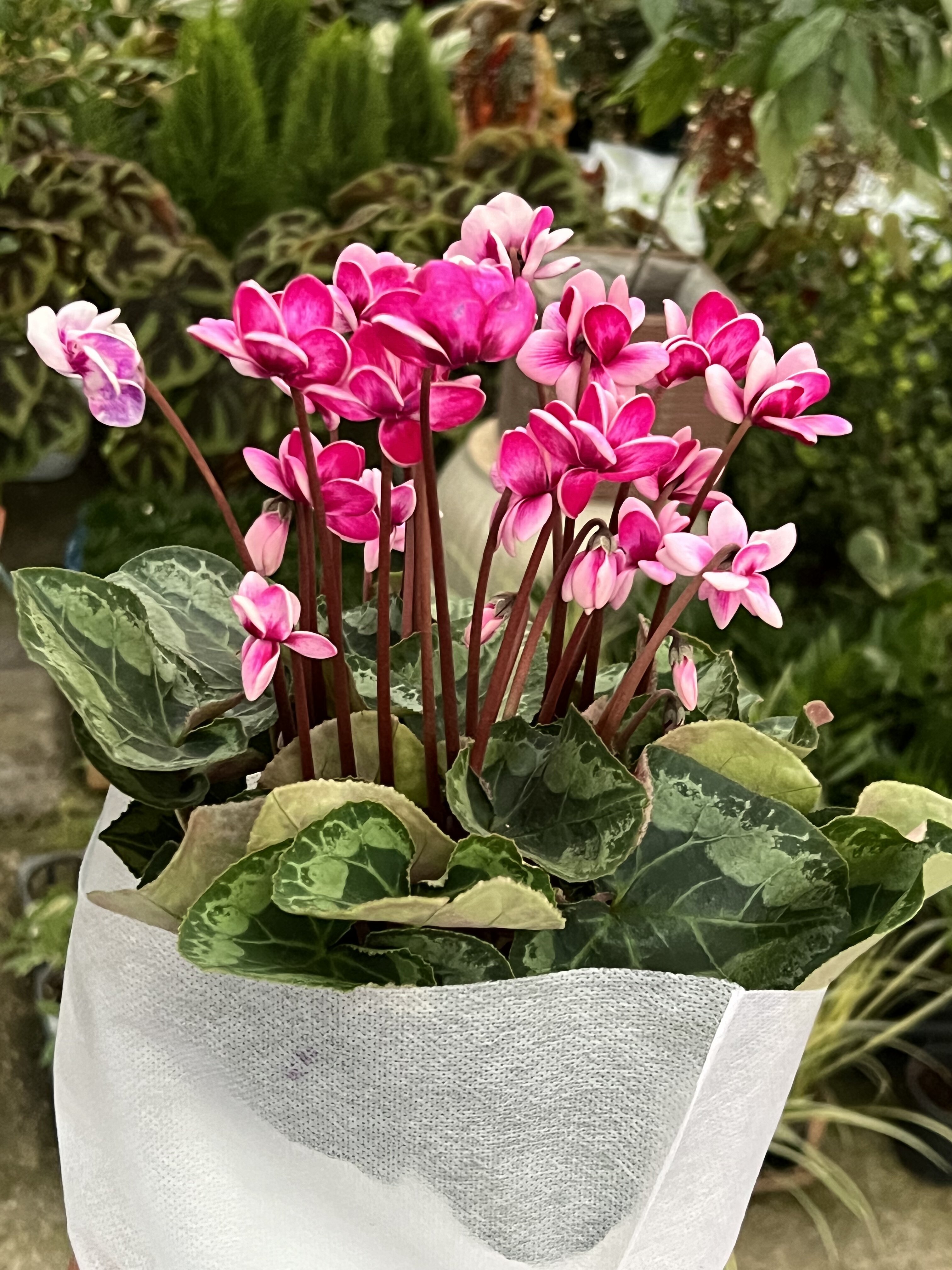 皮克仙客来盆栽满花状态室内阳台盆栽好养多年生四季开花