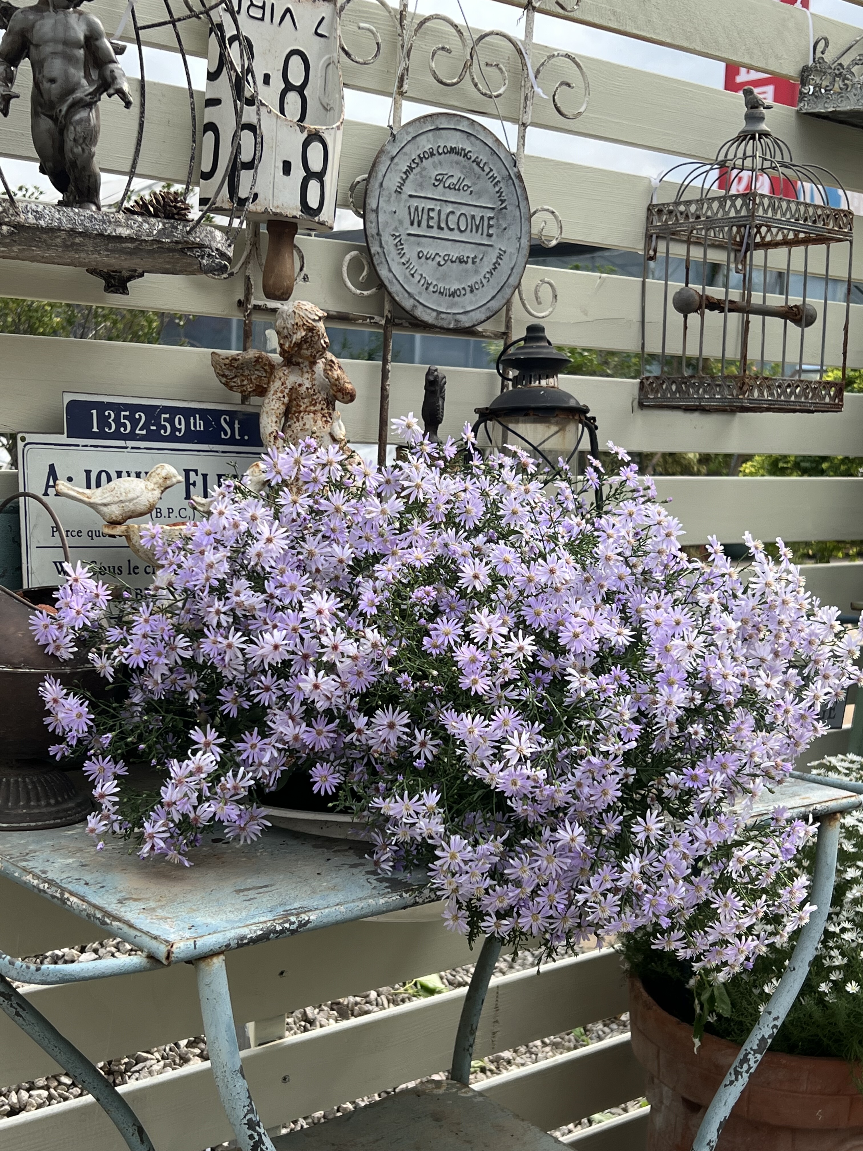 荷兰菊小卡罗盆栽 紫菀宿根易爆花庭院阳台花园多年生耐寒花卉