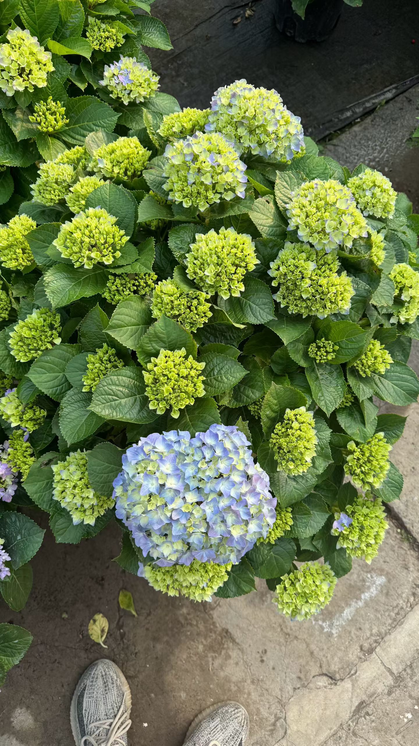 高档花卉绣球花苗盆栽无尽夏阳台庭院别墅花园植物多年生四季耐寒