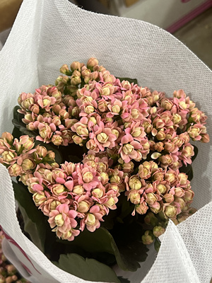 重瓣长寿花网红长寿花