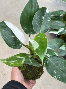 白公主蔓绿绒白骑士蔓绿绒锦化植物苔玉水培室内净化空气好养