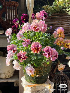 满50包邮皱边角堇成品盆栽花信呼吸盆阳台草花冬季开花庭院