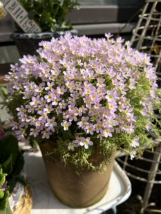 安徽羽叶报春彩云报春多年生耐阴花卉花期长盆栽阳台易爆盆