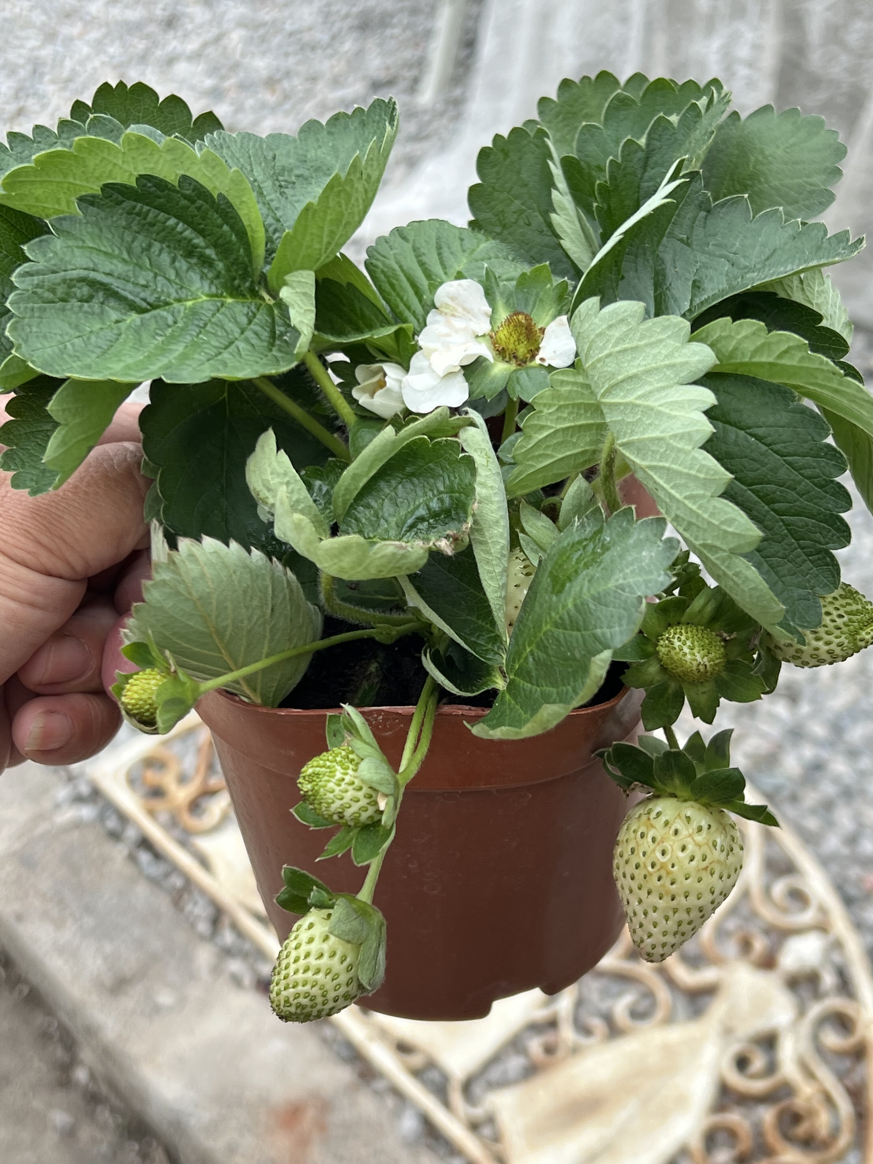 草莓盆栽带果发货四季开花阳台庭院花卉植物耐寒好养室内多年生