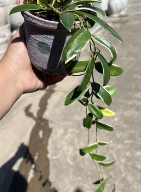 多巴胺波点彩色糖果色球兰蝴蝶兰花盆有孔绿植花卉通用裙边直筒