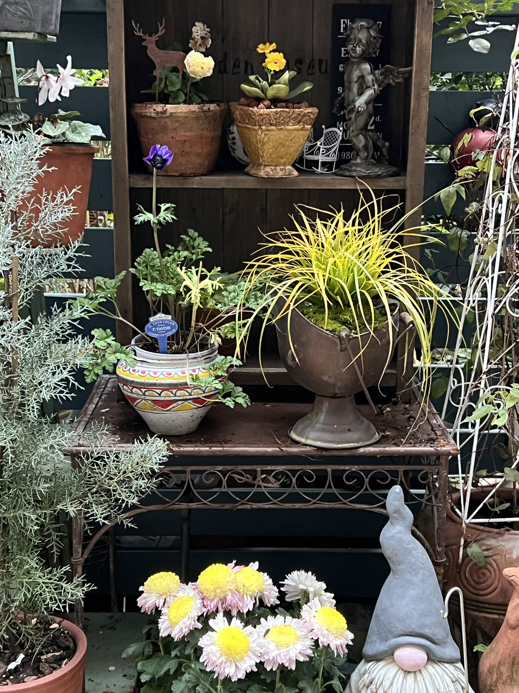 金色发丝苔草盆栽花境植物埃弗里斯特苔草观赏草花园阳台庭院