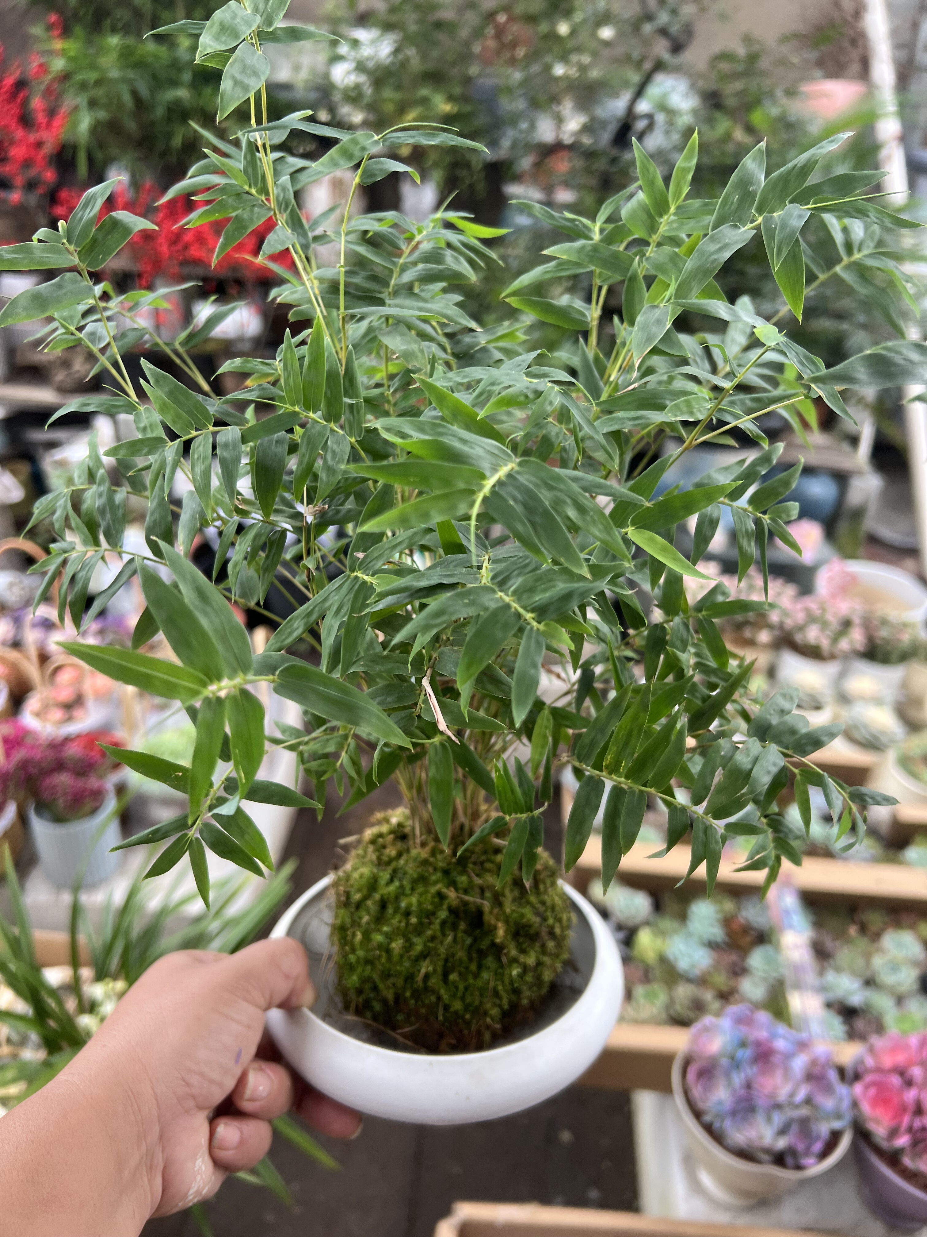 苔藓球植物米竹红观音竹金明竹水培盆景客厅室内桌面观赏竹子盆栽