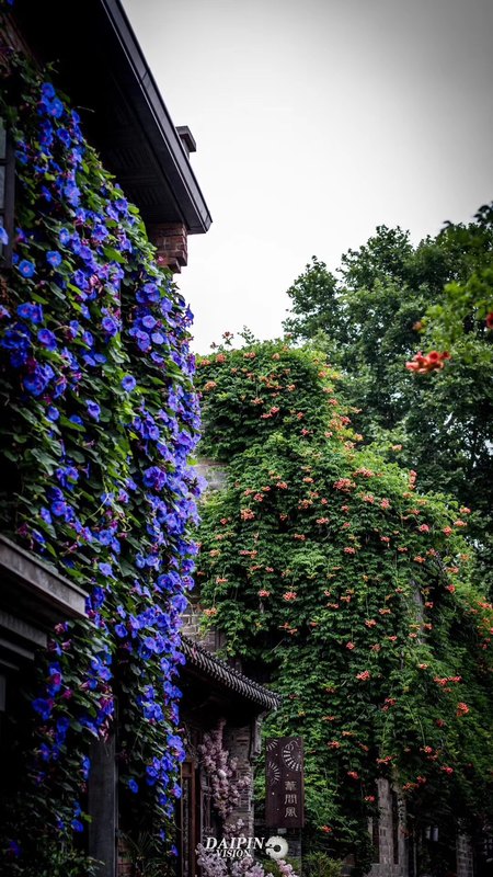 宿根牵牛花素材模板 宿根牵牛花图片下载 小麦优选