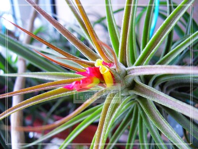 展示 空气凤梨 Tillandsia Ionantha x Schiedeana 琥珀精灵