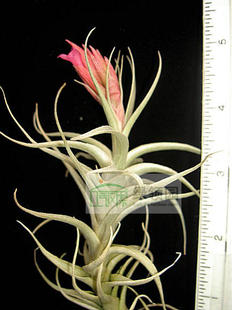 展示 空气凤梨 Tillandsia Macbrideana