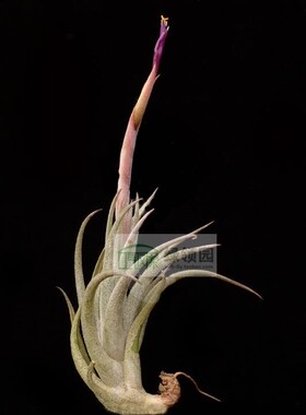 展示 空气凤梨 Tillandsia mitlaensis （大）【雨林版】