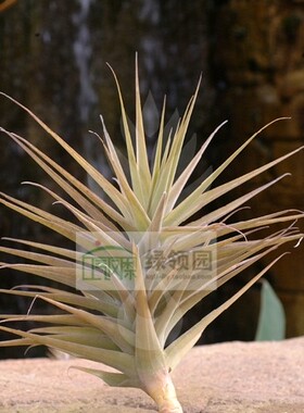 空气凤梨【展示】T. latifolia Graffiti 毒药银毛型变种