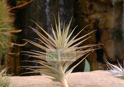 空气凤梨【展示】T. latifolia Graffiti 毒药银毛型变种