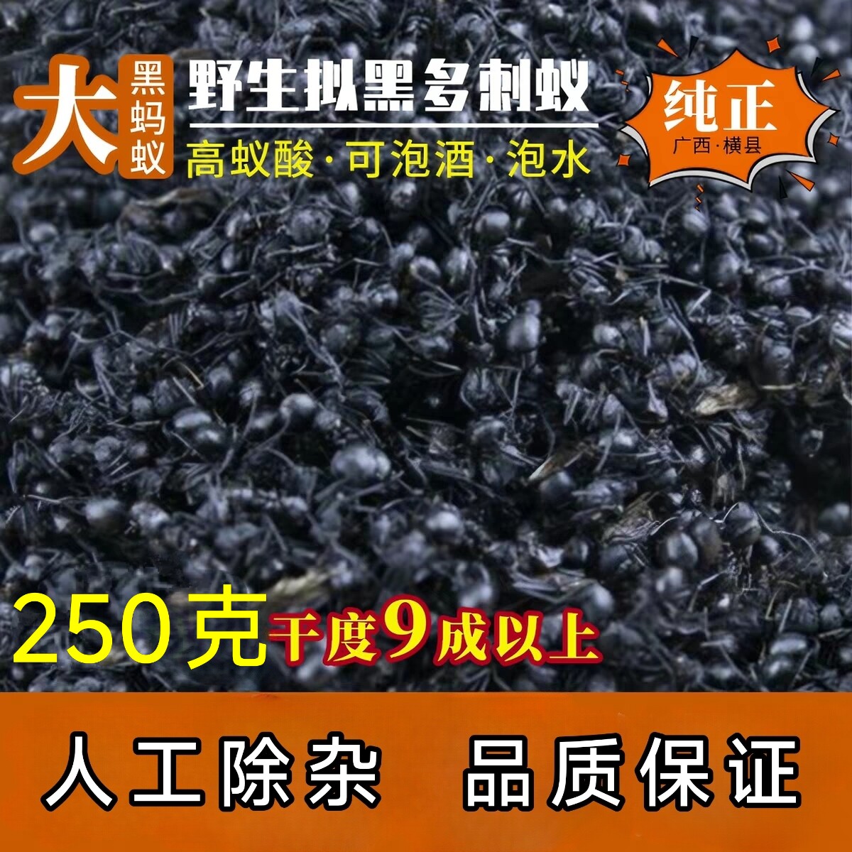 广西大黑蚂蚁干正品野生拟黑多刺蚁黑蚂蚁250g养生泡酒食用帮磨粉