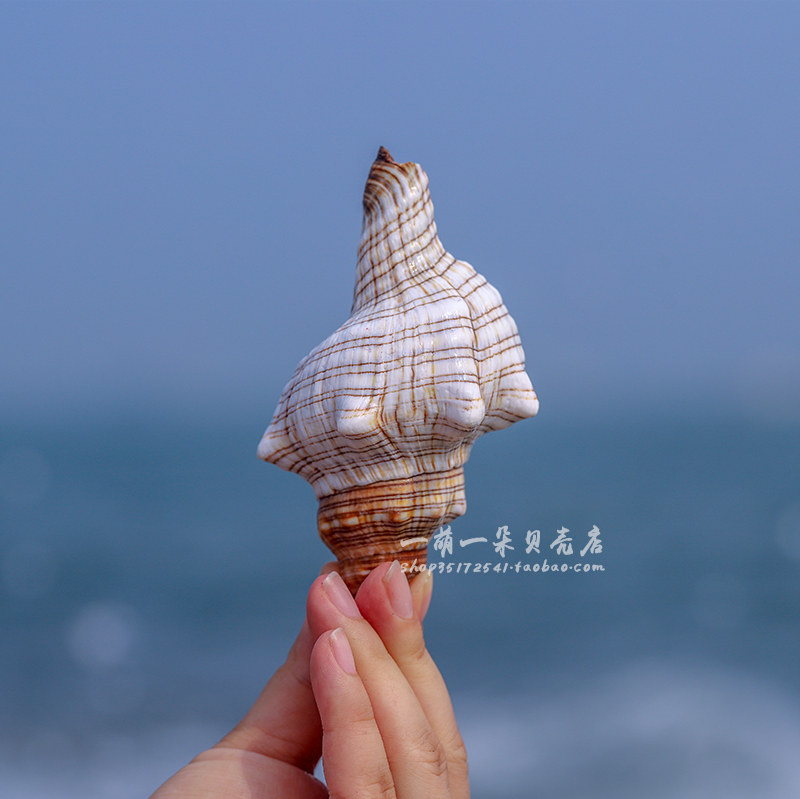 天然赤旋螺号角海螺壳查超大海螺贝壳工艺品摆件家居饰品装饰品