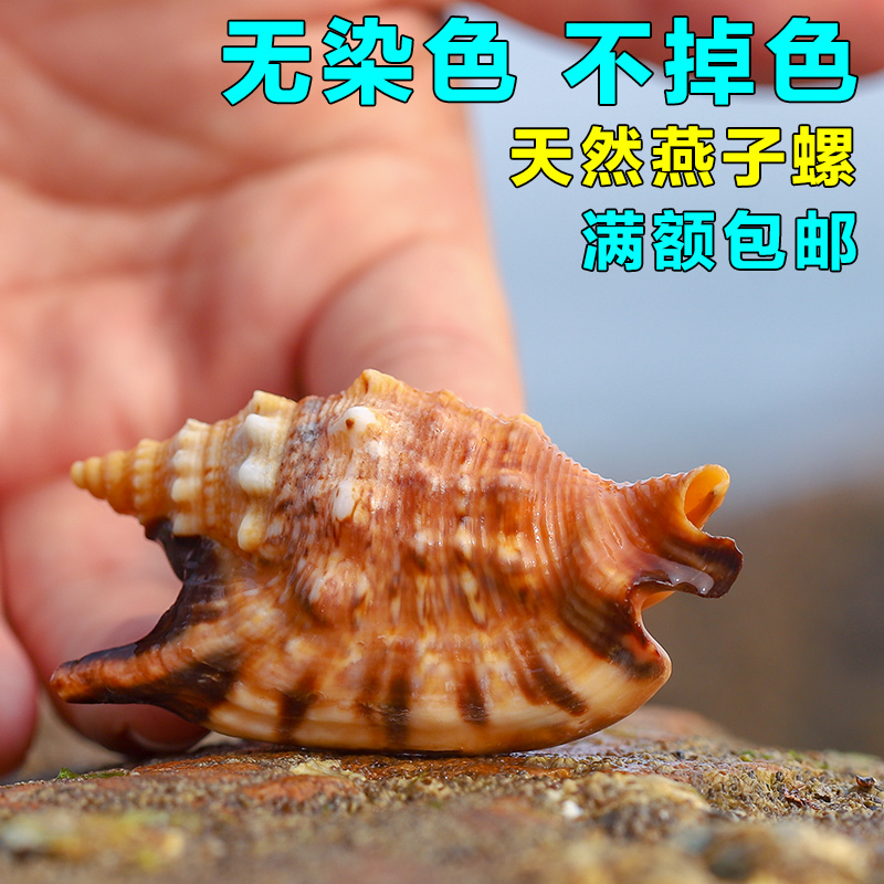 天然燕子螺贝壳小海螺
