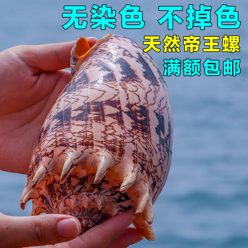 天然鱼缸地中海海螺造景