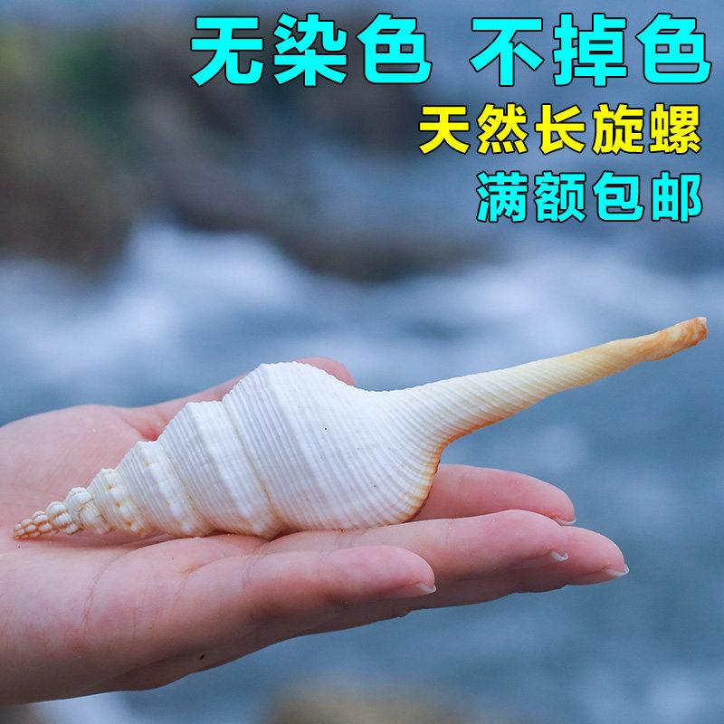 天然海螺贝壳白旋螺白法长旋螺鱼缸水族造景装饰拍摄道具摆件包邮
