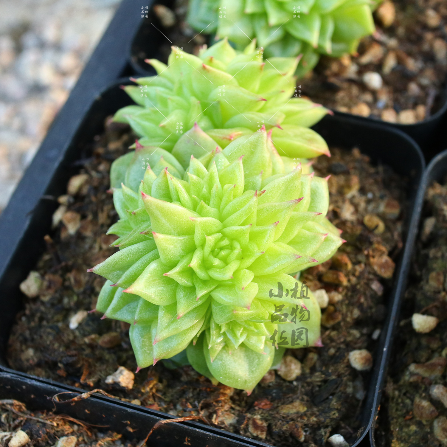 油麦 麦秆多肉植物一物一拍蝴蝶叶叠叶麦秆油亮通透小品位植物园