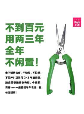 用剪刀收摘花椒的坏处，摘花椒手套款式图片，摘花椒手套神器图片