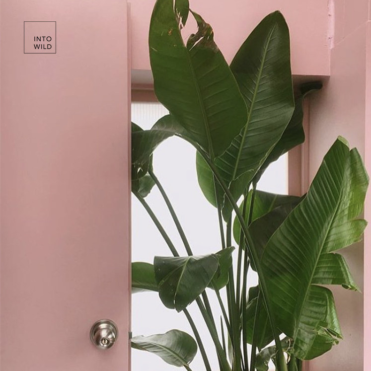 into wild包邮鹤望兰天堂鸟盆栽绿植北欧风格植物净化空气居家