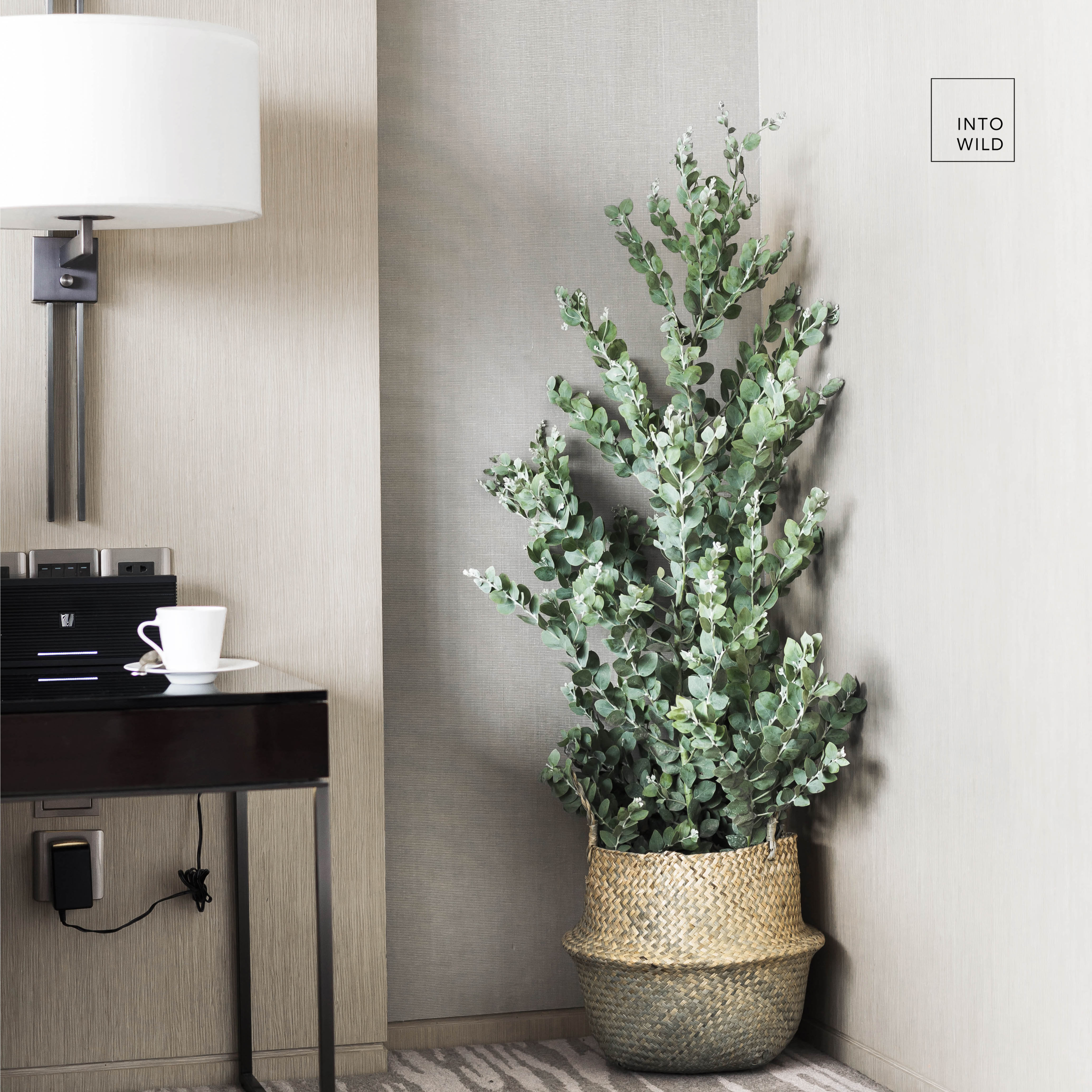 into wild银叶金合欢北欧风格室内绿植盆栽似尤加利植物