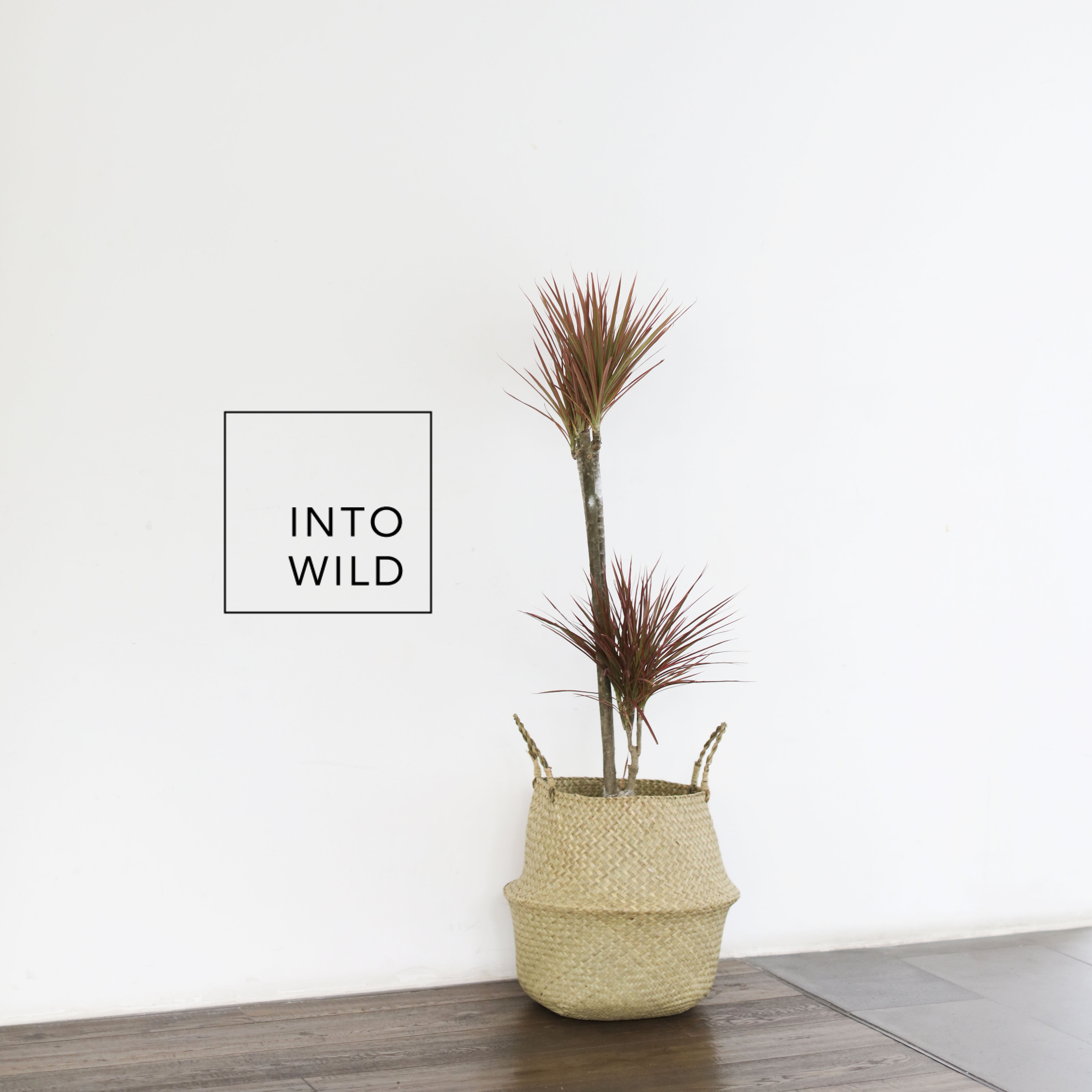 into wild七彩铁千年木荷兰铁 龙血树多头植物桌面植物