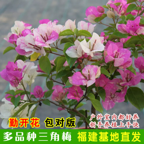 盆栽花卉绿植小苗好养四季重瓣