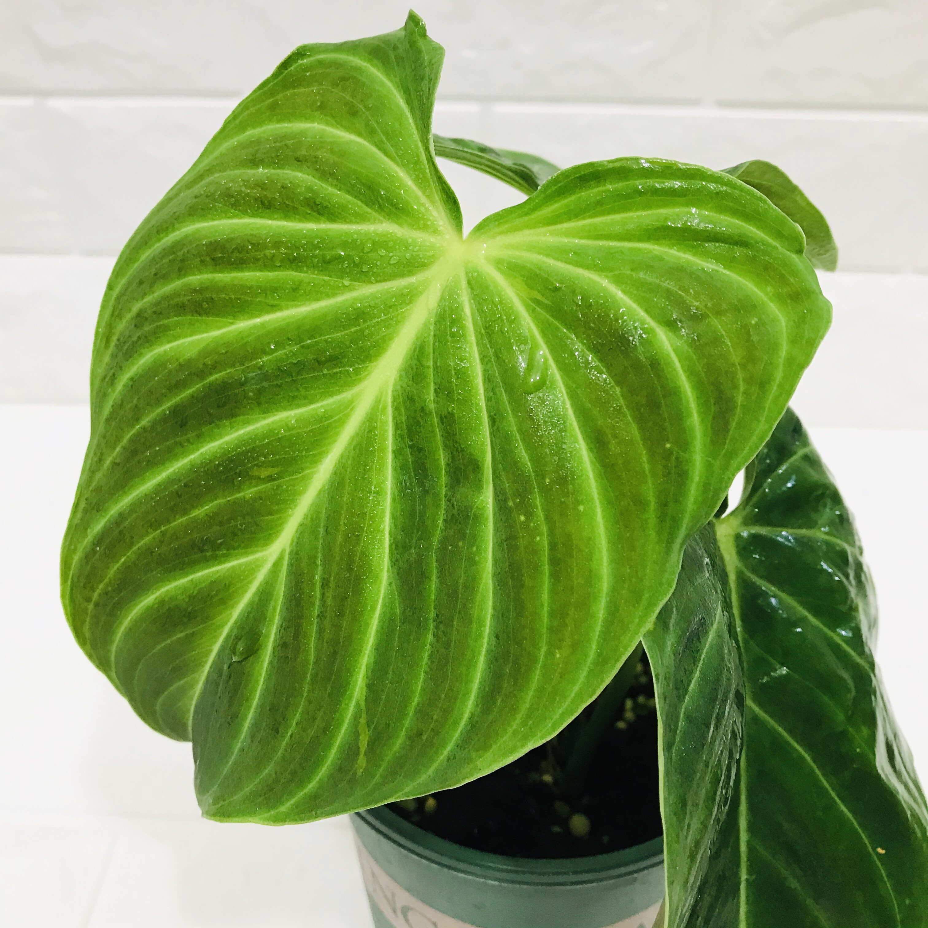 荧光植物价格 荧光植物图片 星期三