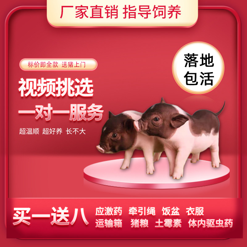 小香猪宠物猪母长不大的泰国小猪宠物活体猪网红迷你mini香猪活的