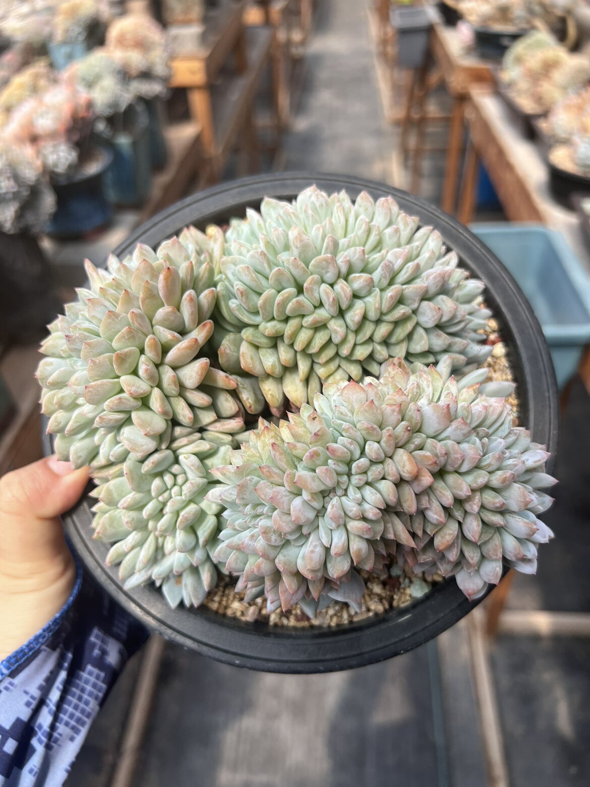 19厘米星影朵朵缀盘龙缀鸡腿