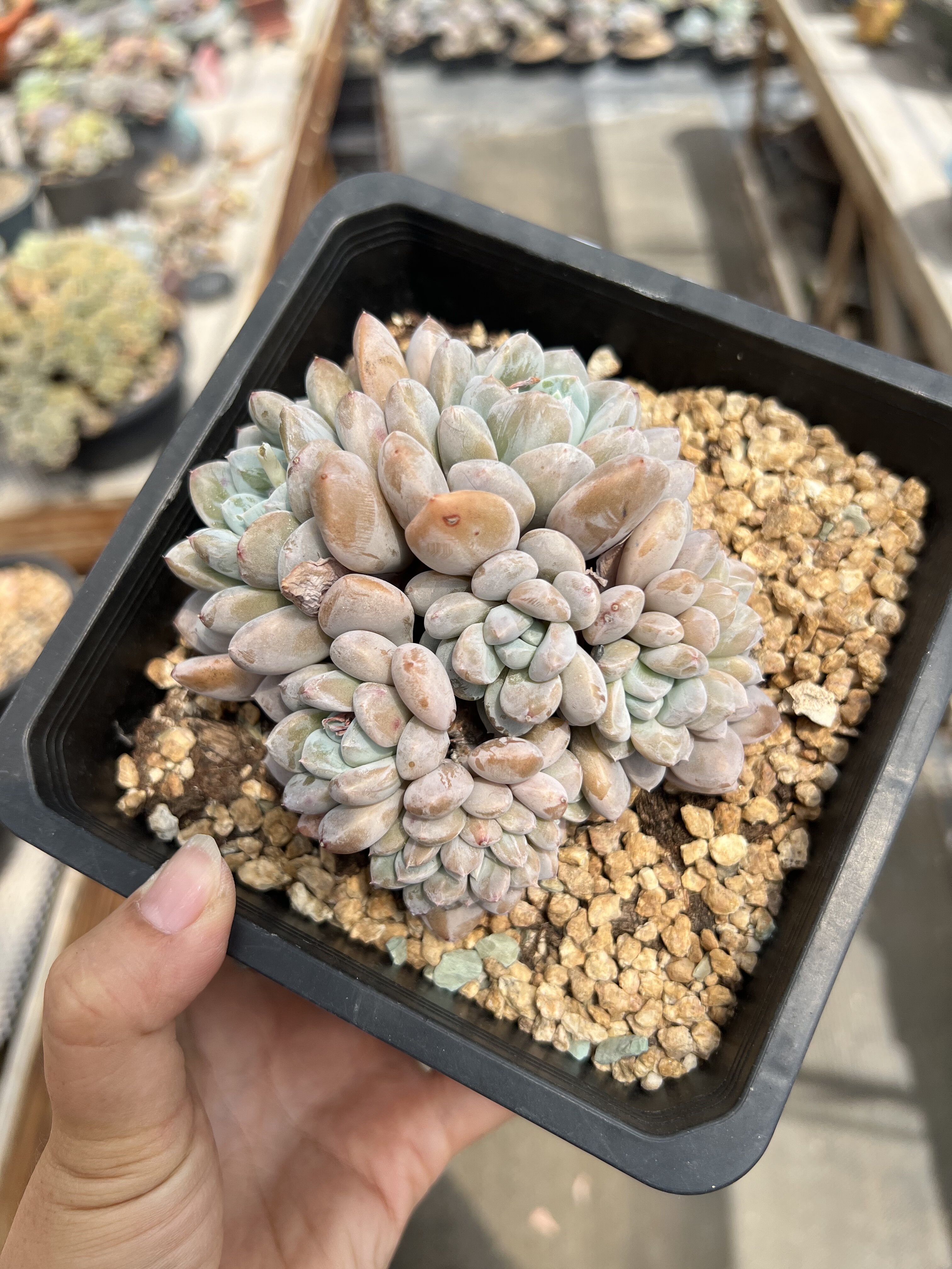 韩版菩提子缀化自然群生一体无砍老桩多肉植物菩提子缀朵朵