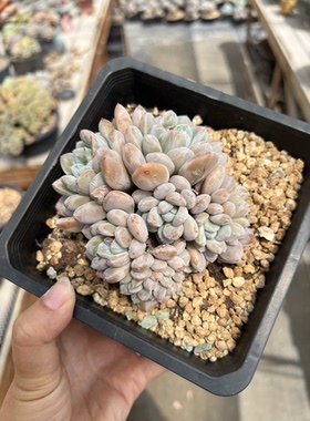 韩版菩提子缀化自然群生一体无砍老桩多肉植物菩提子缀朵朵