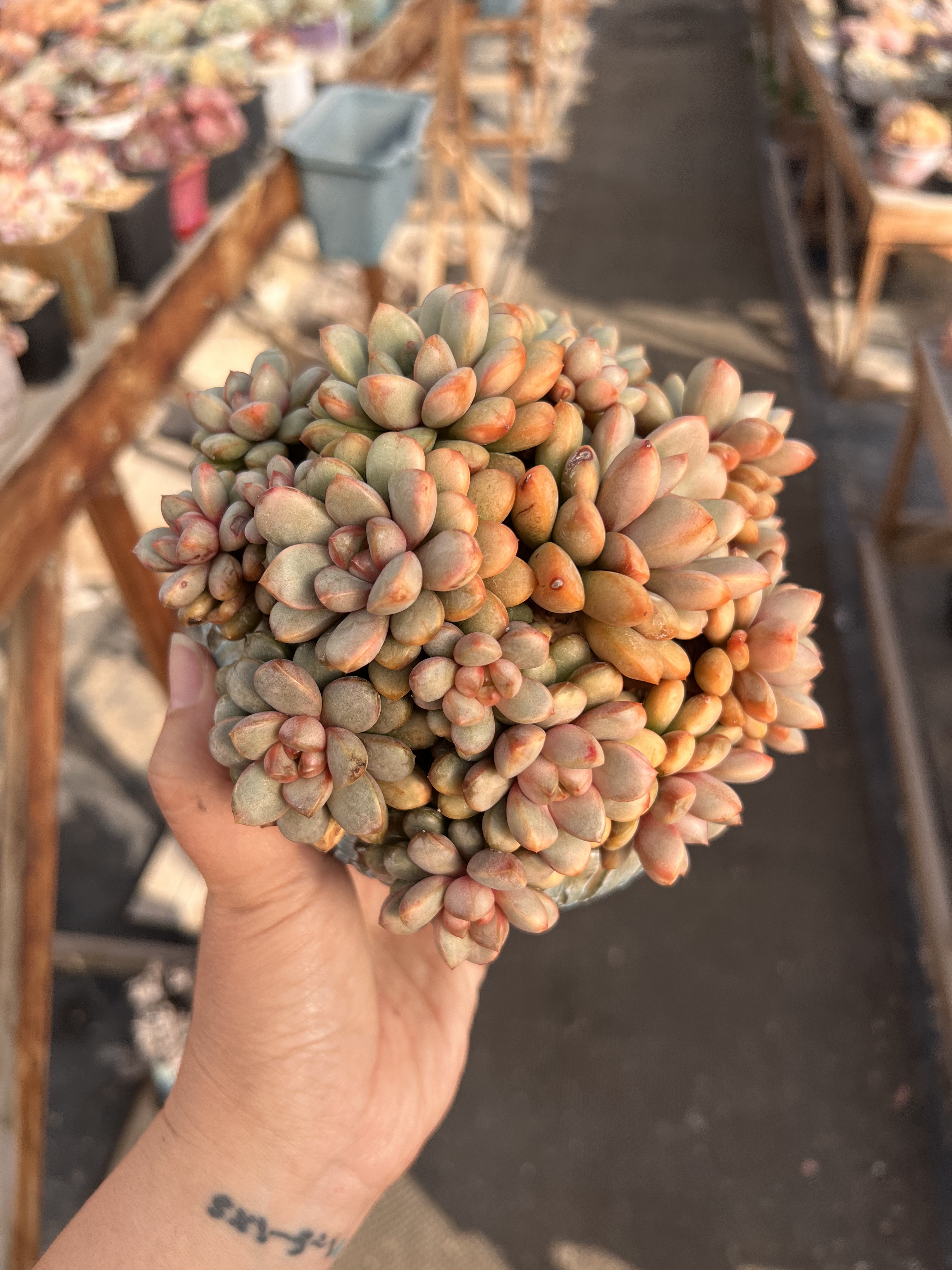 韩国葡萄多肉群生老桩一体无砍葡萄群生捧花多肉植物木杆子