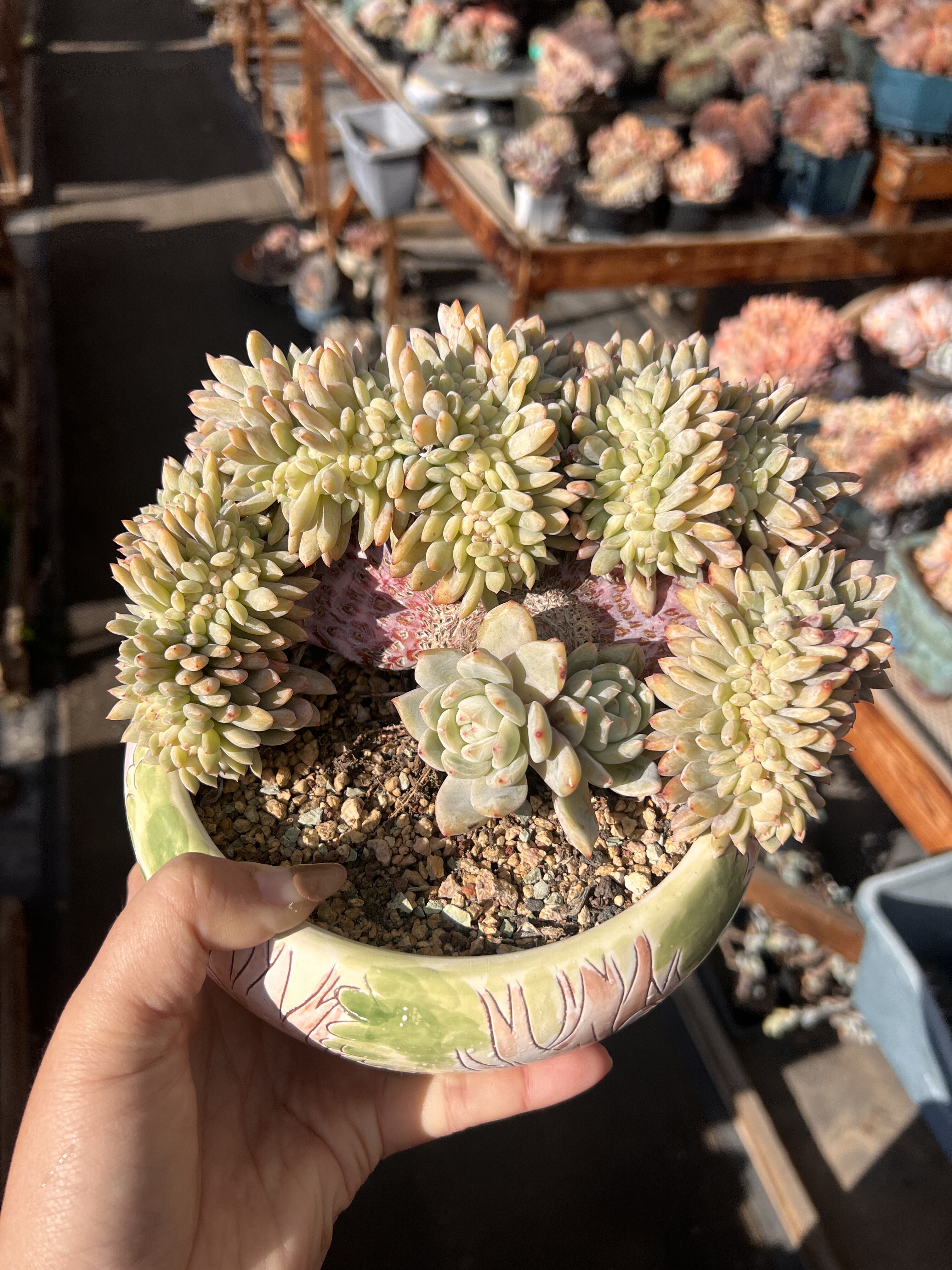 20厘米孔雀开屏石榴籽星影树缀树老桩龙头造型星影缀橙梦露缀叶插