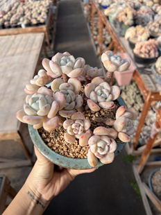 韩国精控望舒大群老桩自然群