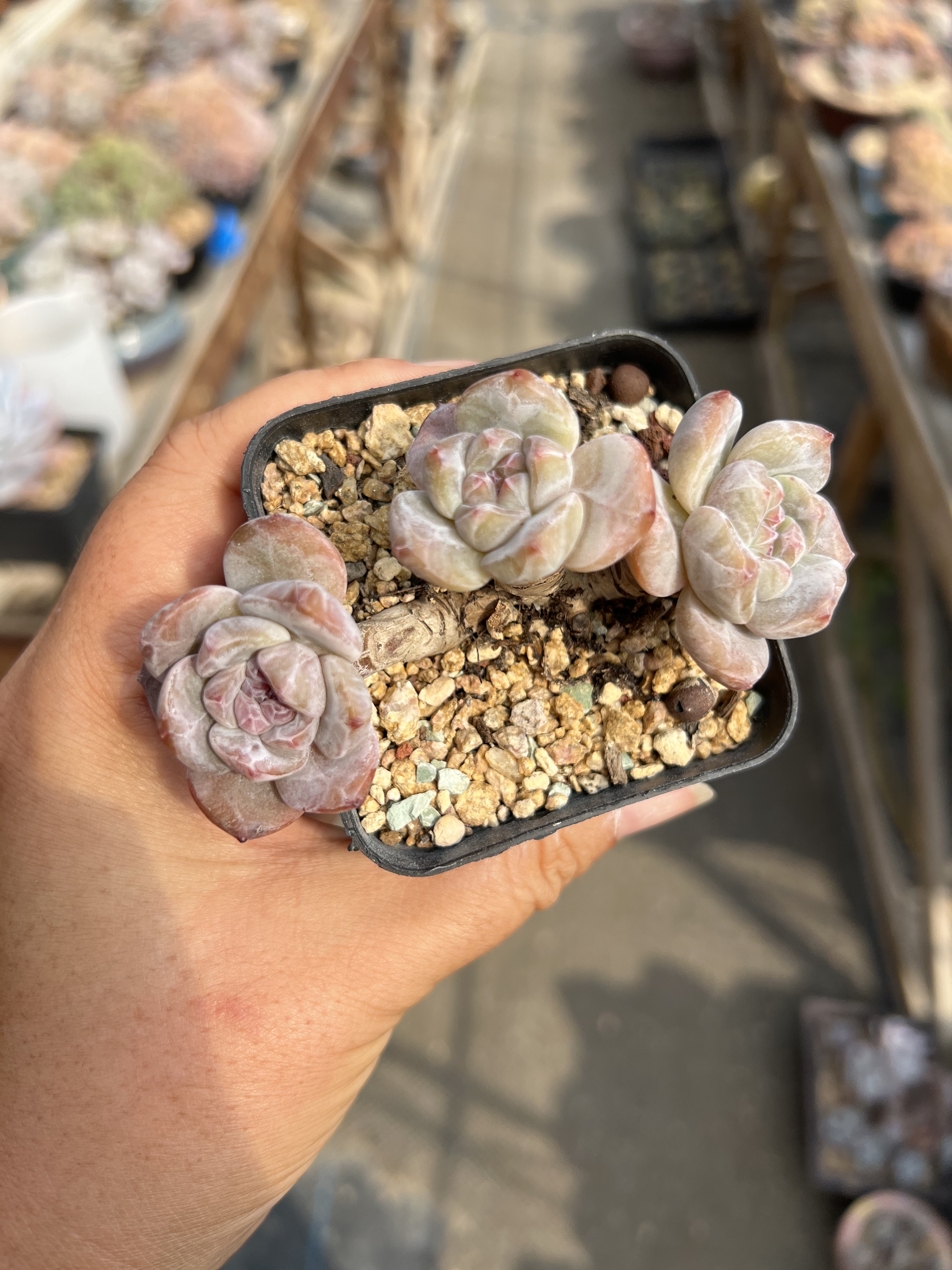 3头正版石榴籽星影群生老桩木杆子多肉植物溏心星影群肥炸图片