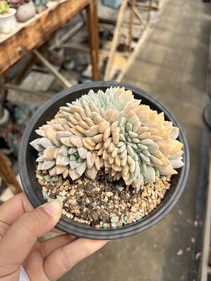 梦之雪缀化老桩梦之雪小树缀化木杆子老桩多肉植物
