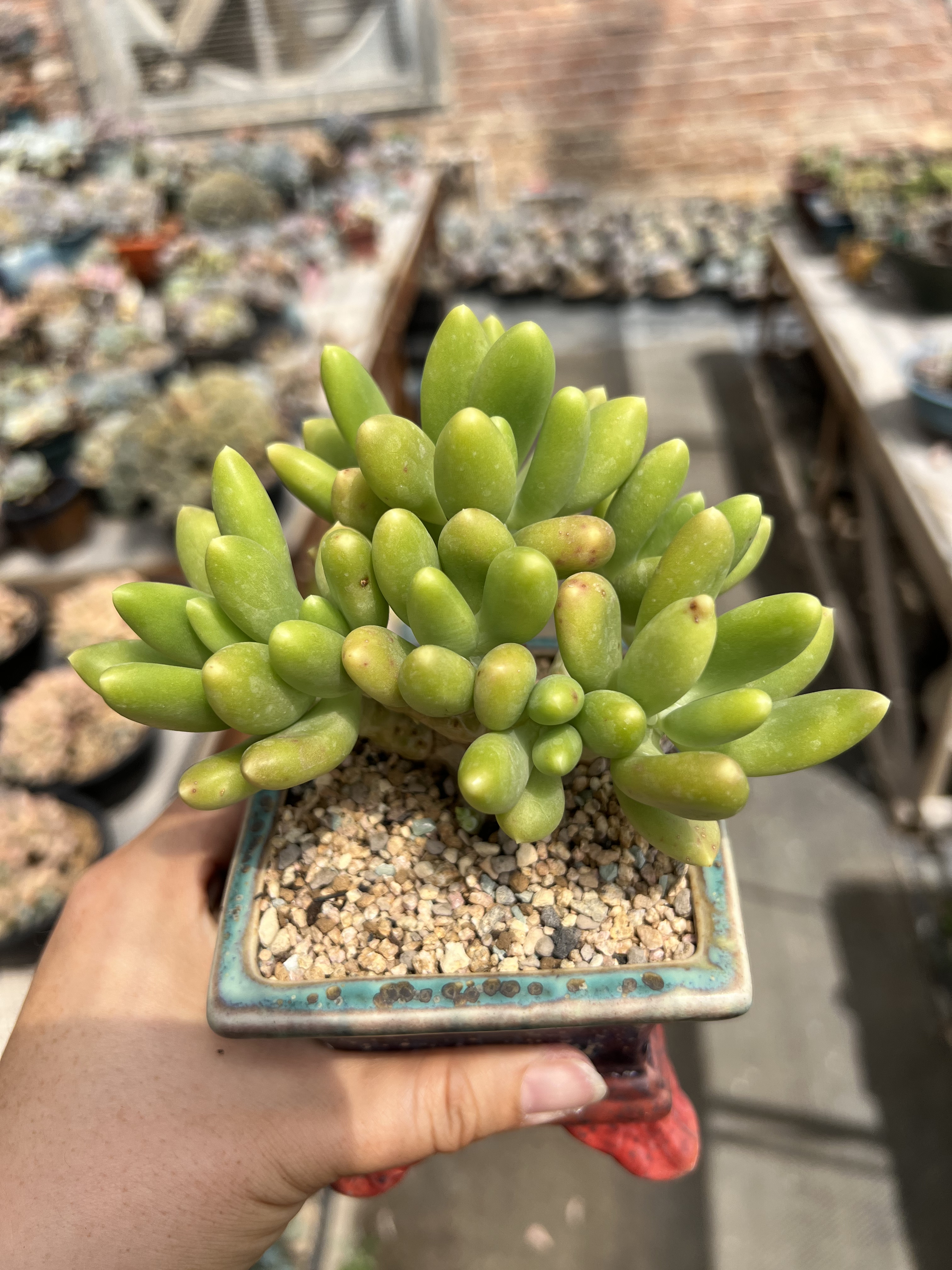 9头金蝉自然群生一体无砍老桩多肉植物金蝉小树桩粗腿