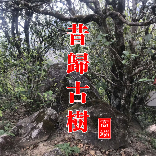 0昔归忙麓临沧东头春散产地普洱