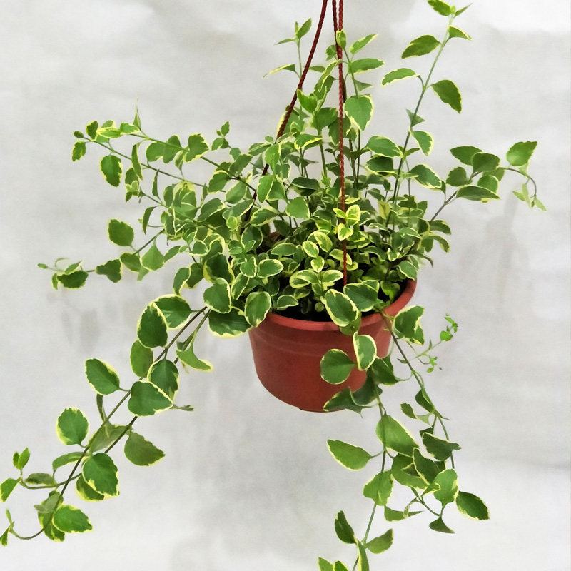 花叶蔓 青叶黄金蔓 长春藤垂吊吊兰花卉植物盆栽室内绿 净化空气