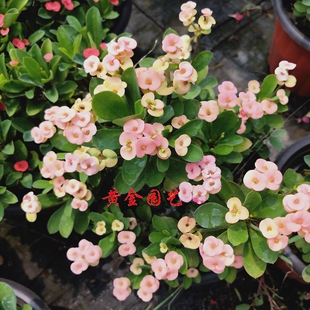 虎刺梅铁海棠带花苗四季花卉植物盆栽大花大叶阳台室内盆景满包邮