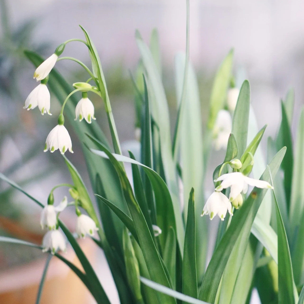荷兰进口雪片莲盆栽新品铃兰花苗多年生庭院阳台花卉耐寒花镜植物