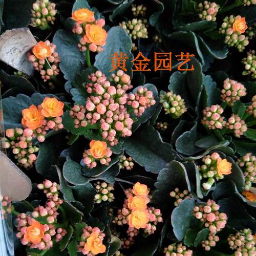 带花苞庭院绿植四季包邮花卉植物