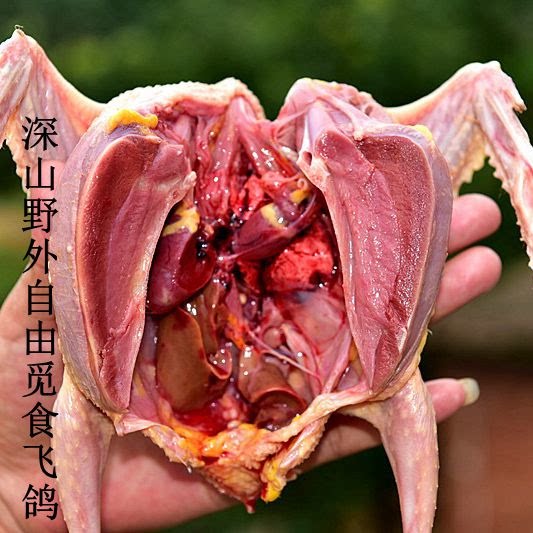 鸽子肉新鲜现杀土鸽子乳鸽笨鸽柴飞鸽老鸽深山野外自由觅食每只价
